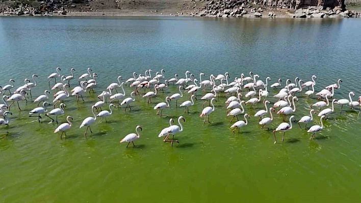 Flamingolar kuluçka öncesi eşleşmeye çalışıyor!