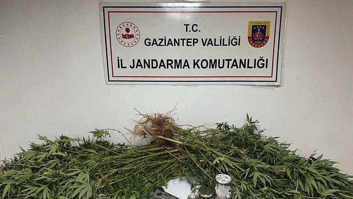 Gaziantep'te 5 kilo esrar ile 178 kök kenevir ele geçirildi: 4 gözaltı