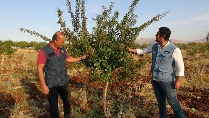 Gelir getirici ürünlerde başarı