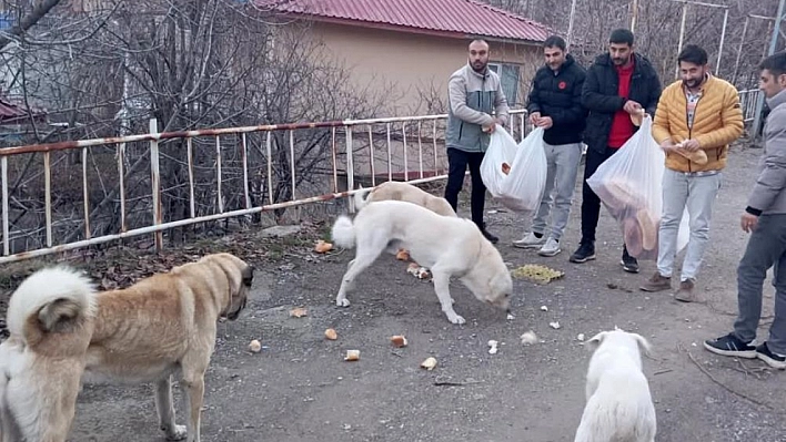 Gençlerden sokak hayvanları için seferberlik