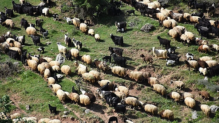 Göçerler yola koyuldu!