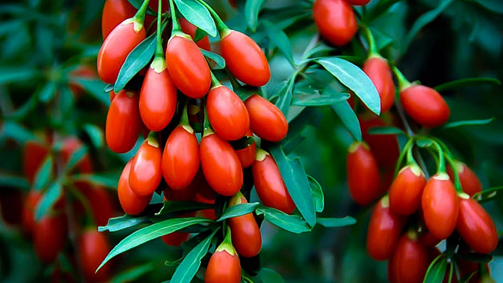 Goji berry yetiştiriciliği başladı