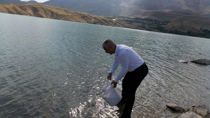 Göletlere sazan bırakıldı