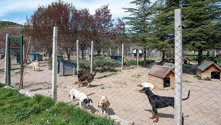 Gönüllü olarak baktı! İdari para cezası kesildi