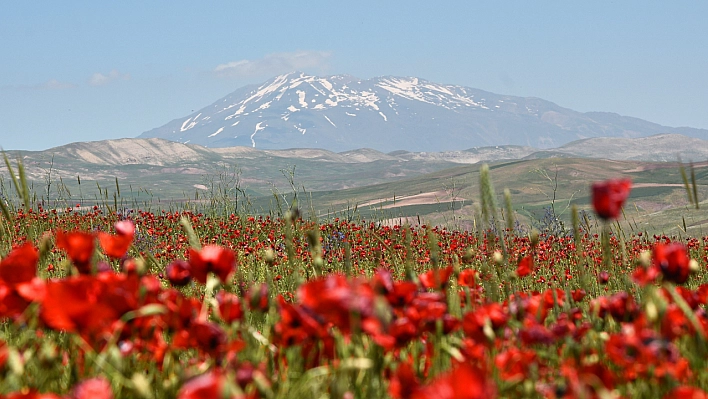 Görenleri hayran bırakıyor