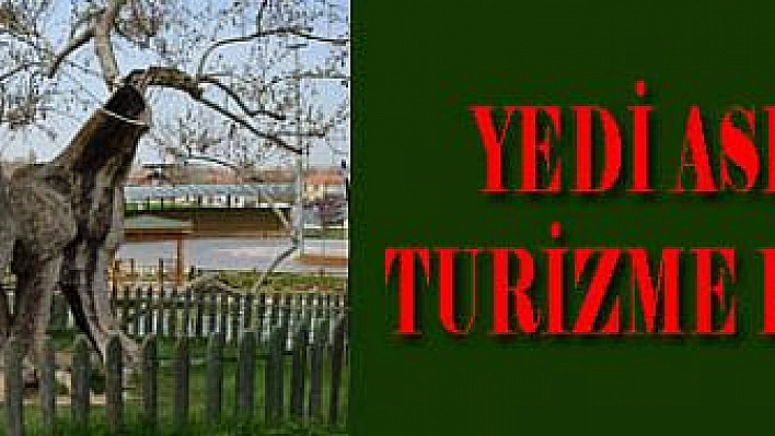 Yedi asırlık çınar turizme kazandırıldı