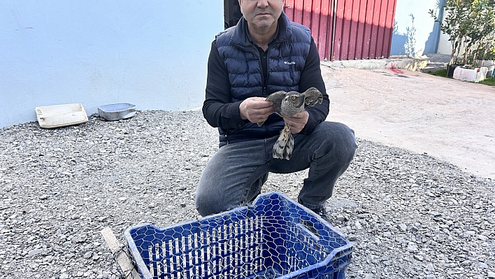 Güvercinlerini parçalayan atmacayı besledikten sonra doğaya saldı