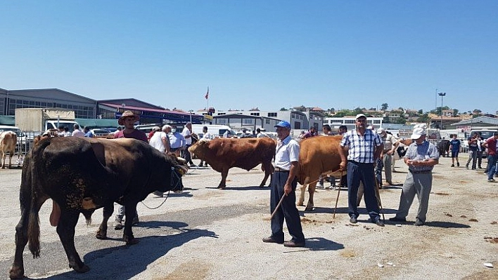 Hayvan pazarı harketli