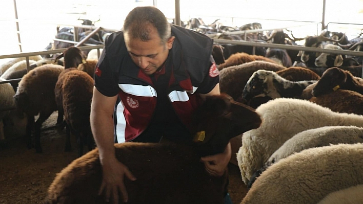 Hayvan satış yerleri denetleniyor