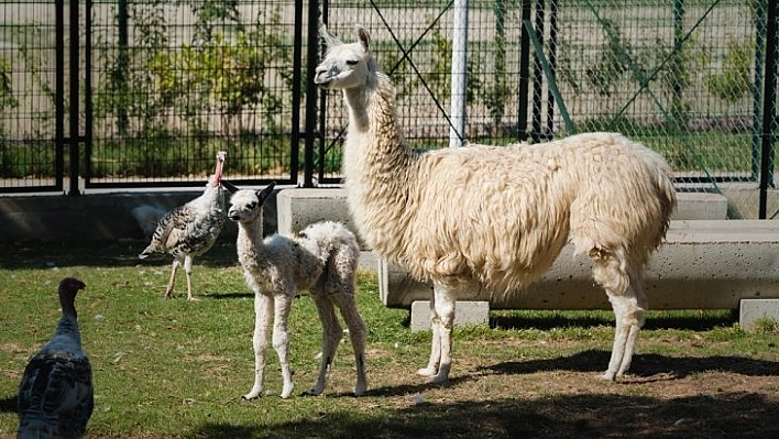 Çocukların ilgi odağı