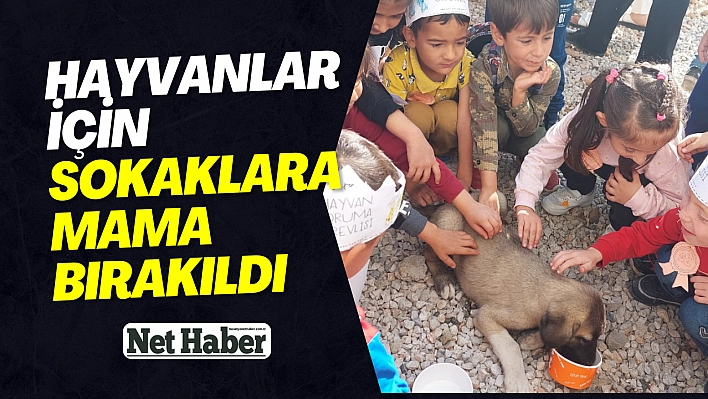 Hayvanlar için sokaklara mama bırakıldı