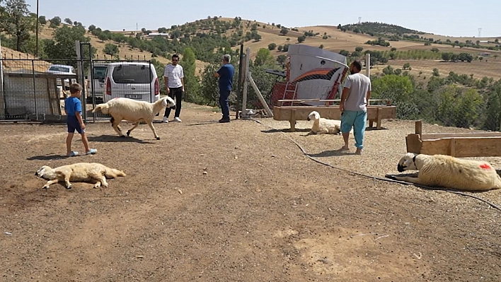 Hayvanlardaki ani ölüm artıyor: 210 küçükbaş daha telef oldu