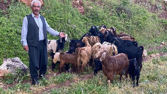 Hayvanlarını jandarma buldu