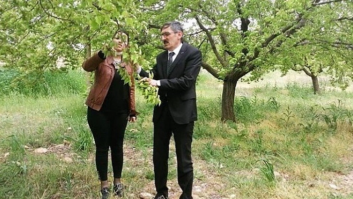 Hekimhan'da ağaçlarda zirai don incelemesi yapıldı