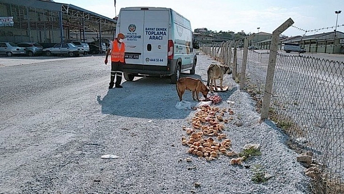 Hayvanlar aç kalmıyor