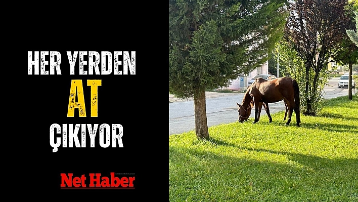 Her yerden at çıkıyor