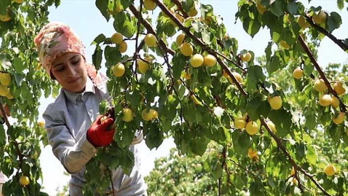 İhracattaki artış yüz güldürdü