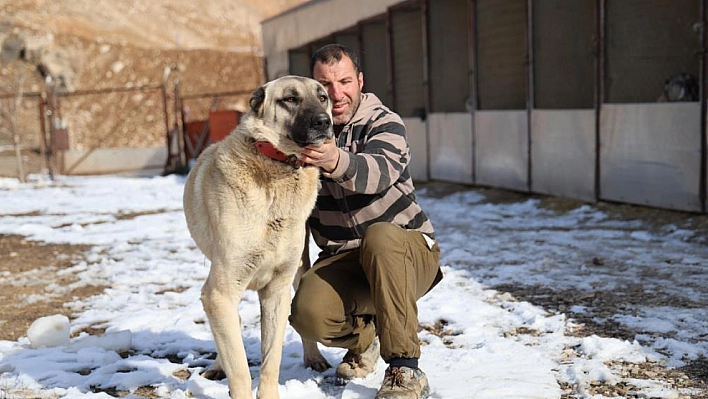 İklim değişikliği kangal köpeklerinin yapısını değiştirdi