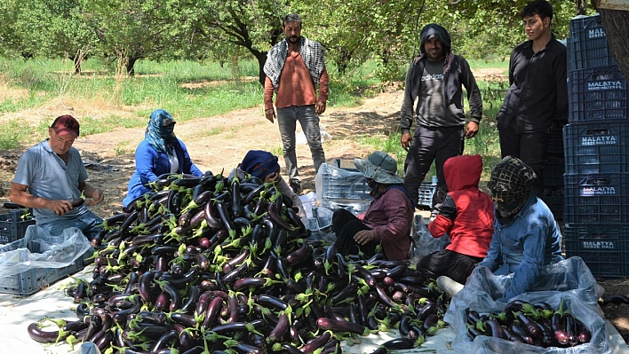 İnce kabuğu, tatlı aromasıyla Malatya'da bir markaya dönüştü