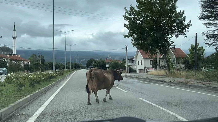 İnek, trafiği tehlikeye soktu