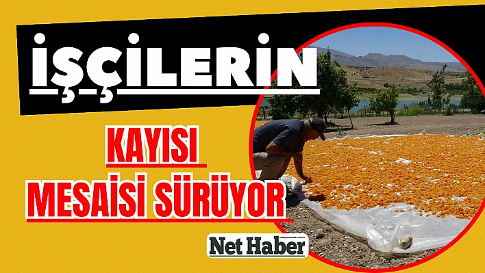 İşçilerin kayısı mesaisi sürüyor