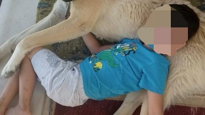 Isırdığını iddia ettiği köpeği silahla vurdu, sahipleri şikayetçi oldu