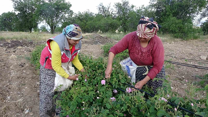 O şehri gül kokusu sardı!