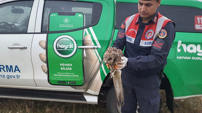 Jandarma ekipleri yaralı şahin buldu