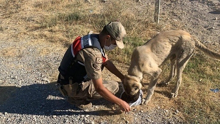 Hayvanlara şefkat eli