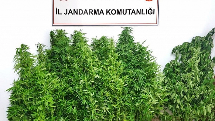 Jandarmadan kenevir operasyonu