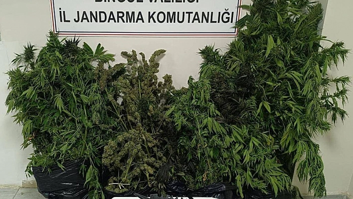 Jandarmadan uyuşturucu operasyonu