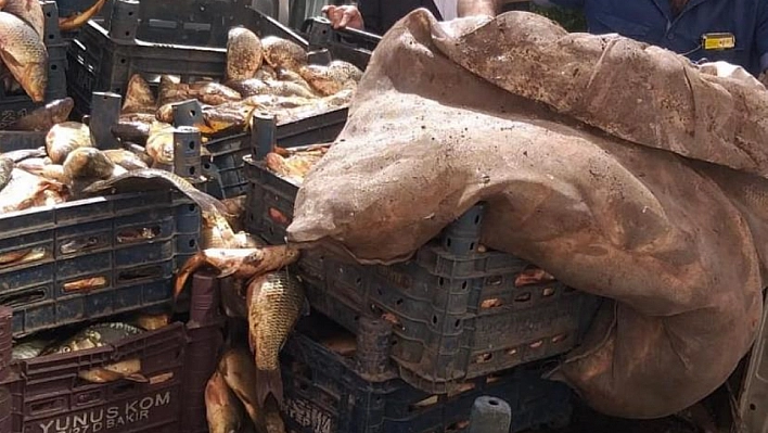 Kaçak avlanan 700 kilogram balık yakalandı