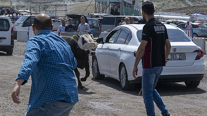 Kaçan boğa zor anlar yaşattı