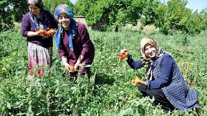 Kadınlar kooperatif kurdu