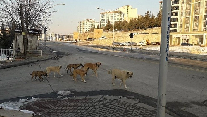 Köpekler kadına saldırdı