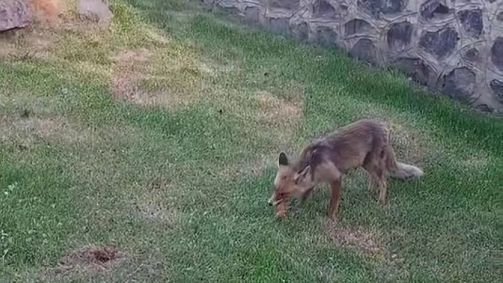 Kadınlar tilkiye kadayıf dolması yedirdi