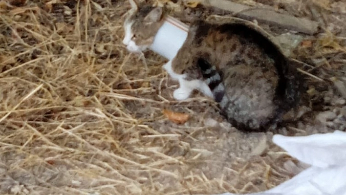 Malatya'da Plastik Boruya Sıkışan Kedi İtfaiye Tarafından Kurtarıldı