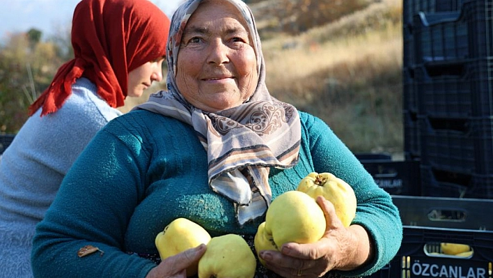 Kahramanmaraş'ta Ayva Hasadı Başladı!