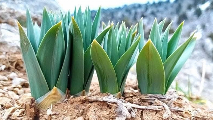 Kahramanmaraş'ta çiriş otu sezonu başladı