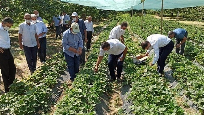 Çilek yaygınlaşıyor