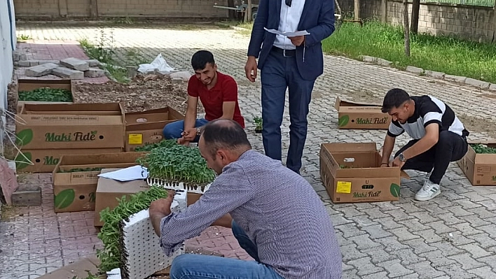 Kale'de üreticilere sebze fidesi dağıtıldı