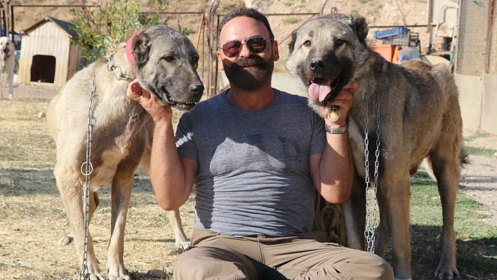Kangal köpekleri eş seçiminde kurtlar gibi davranıyor