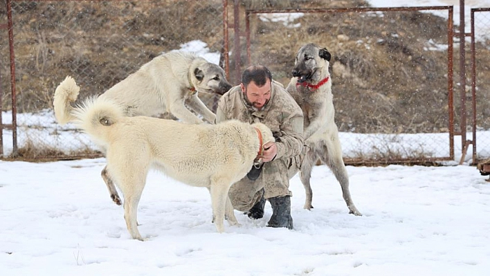 Kangal köpekleri kışın enerjik, yazın depresif