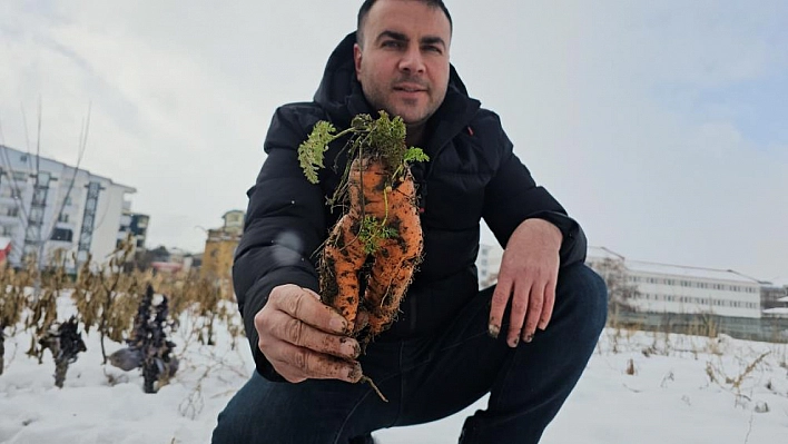 Kar altındaki havuçların hasadı yapıldı