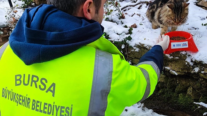 Kar bastırdı, Büyükşehir can dostları unutmadı