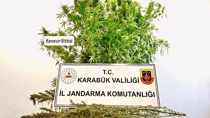 Karabük'te Kenevir ve Esrar Ele Geçirildi!