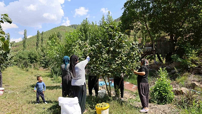 Adana'da fındık hasadı