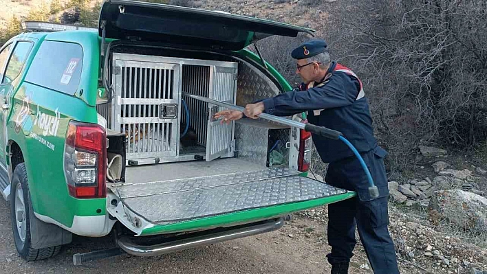 Çukura düşen tilki kurtarıldı