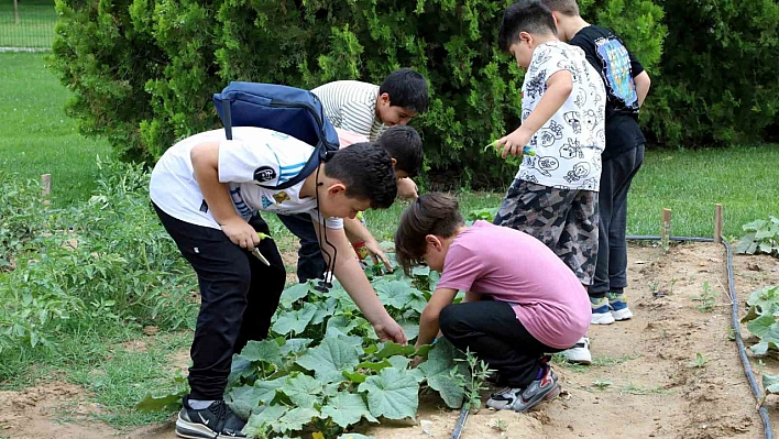 Karatay tabiat mektebi yaz dönemi eğitimleri sürüyor