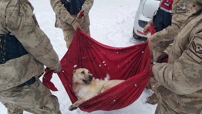 Yaralı köpeğe jandarma şefkati